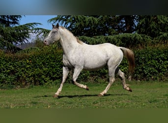 Appaloosa, Hengst, 3 Jahre, 154 cm, Tigerschecke