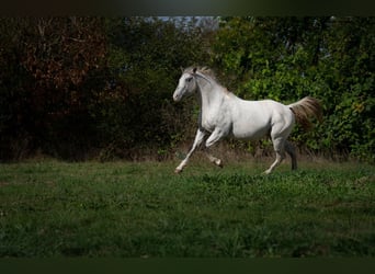 Appaloosa, Hengst, 3 Jahre, 154 cm, Tigerschecke