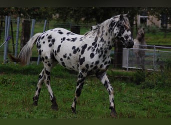 Appaloosa, Hengst, 3 Jahre, 163 cm, Tigerschecke