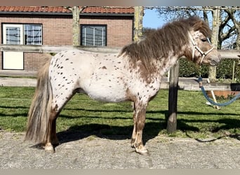 Appaloosa, Hengst, 3 Jahre, 96 cm