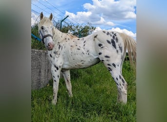 Appaloosa, Hengst, 3 Jahre