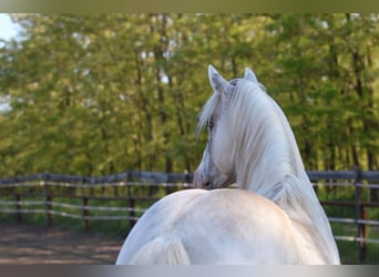 Appaloosa, Hengst, 4 Jaar, 150 cm