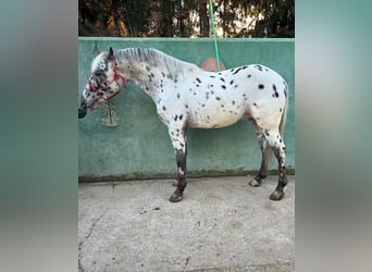Appaloosa Mix, Hengst, 4 Jaar, 156 cm, Gevlekt-paard