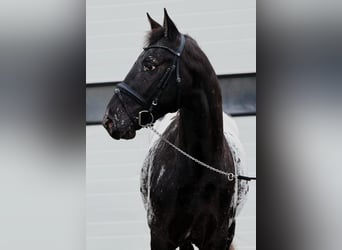 Appaloosa, Hengst, 4 Jaar, 157 cm, Appaloosa