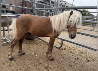 Appaloosa, Hengst, 4 Jahre, 82 cm, Tigerschecke