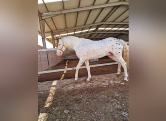 Appaloosa, Hengst, 4 Jahre