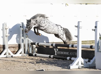 Appaloosa, Hengst, 5 Jaar, 101 cm, Appaloosa