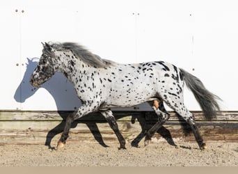 Appaloosa, Hengst, 5 Jaar, 101 cm, Appaloosa