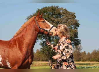 Appaloosa Mix, Hengst, 5 Jaar, 153 cm, Vos