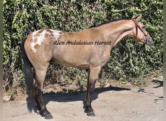 Appaloosa, Hengst, 5 Jaar, 158 cm