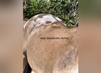 Appaloosa, Hengst, 5 Jaar, 158 cm