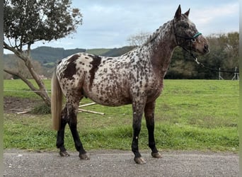 Appaloosa, Hengst, 5 Jaar, 162 cm, Appaloosa