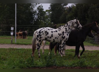 Appaloosa, Hengst, 5 Jahre, 163 cm, Tigerschecke