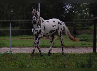 Appaloosa, Hengst, 5 Jahre, 163 cm, Tigerschecke