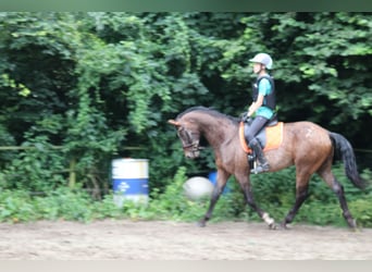 Appaloosa, Hengst, 5 Jahre, 165 cm, Tigerschecke