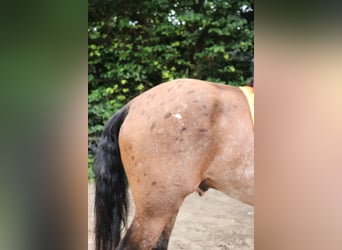 Appaloosa, Hengst, 5 Jahre, 165 cm, Tigerschecke