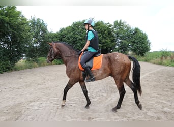 Appaloosa, Hengst, 5 Jahre, 165 cm, Tigerschecke