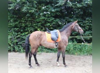 Appaloosa, Hengst, 5 Jahre, 165 cm, Tigerschecke