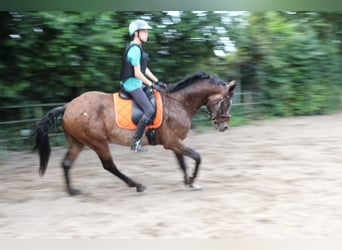 Appaloosa, Hengst, 5 Jahre, 165 cm, Tigerschecke