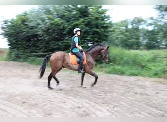 Appaloosa, Hengst, 5 Jahre, 165 cm, Tigerschecke