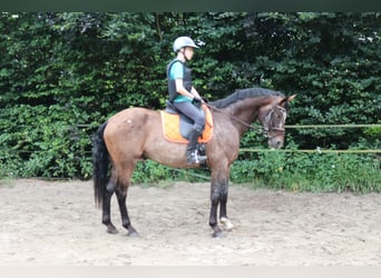 Appaloosa, Hengst, 5 Jahre, 165 cm, Tigerschecke