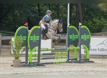 Appaloosa, Hengst, 6 Jahre, 143 cm, Tigerschecke