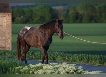 Appaloosa, Hengst, 6 Jahre, 155 cm