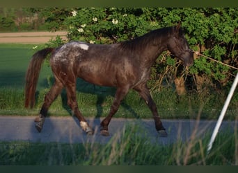 Appaloosa, Hengst, 6 Jahre, 155 cm