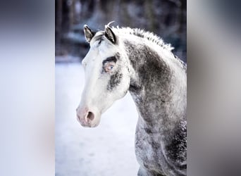 Appaloosa, Hengst, 6 Jahre, Tigerschecke