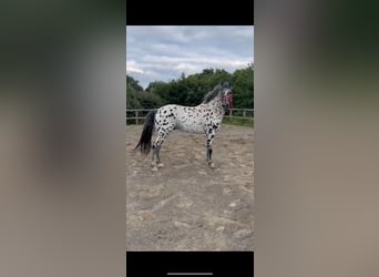 Appaloosa, Hengst, 8 Jaar, 155 cm