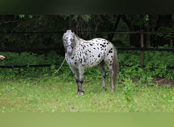 Appaloosa, Hengst, 13 Jaar, 153 cm, Appaloosa