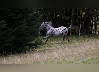 Appaloosa, Hengst, 13 Jaar, 153 cm, Appaloosa