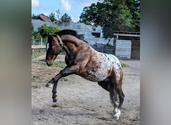 Appaloosa, Hengst, 18 Jahre, 150 cm, Brauner