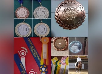 Appaloosa, Hengst, 11 Jahre, 147 cm, Brauner