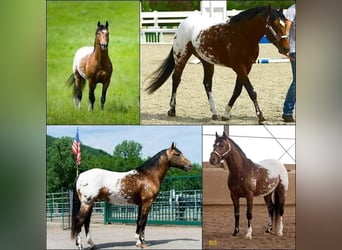 Appaloosa, Hengst, 11 Jahre, 147 cm, Brauner