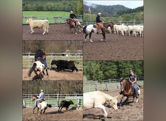 Appaloosa, Hengst, 10 Jaar, 147 cm, Bruin