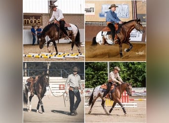 Appaloosa, Hengst, 10 Jaar, 147 cm, Bruin