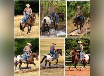 Appaloosa, Hengst, 10 Jaar, 147 cm, Bruin