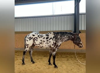 Appaloosa Mix, Hengst, 4 Jahre, 164 cm, Fliegenschimmel