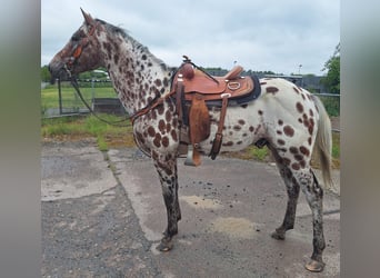 Appaloosa Mix, Hengst, 5 Jahre, 164 cm, Fliegenschimmel