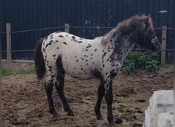 Appaloosa, Hengst, Fohlen (03/2025), 125 cm, Tigerschecke