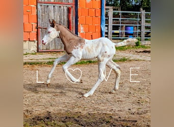 Appaloosa, Hengst, Fohlen (05/2026), 150 cm, Brauner
