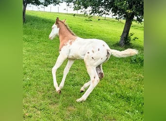 Appaloosa, Hengst, Fohlen (05/2026), 150 cm, Brauner