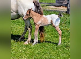 Appaloosa, Hengst, Fohlen (05/2026), 150 cm, Brauner