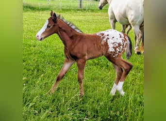 Appaloosa, Hengst, Fohlen (05/2026), 150 cm, Brauner