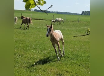 Appaloosa, Hengst, Fohlen (05/2026), 150 cm, Brauner