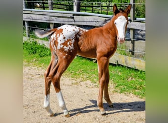 Appaloosa, Hengst, Fohlen (05/2026), 150 cm, Brauner
