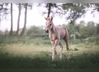 Appaloosa, Hengst, Fohlen (04/2023), 152 cm, Dunalino