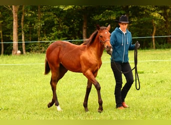 Appaloosa, Hengst, Fohlen (04/2025), 155 cm, Brauner