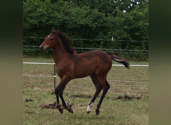 Appaloosa, Hengst, , 155 cm, Brauner